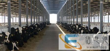 牛吃什么长得快肥的快