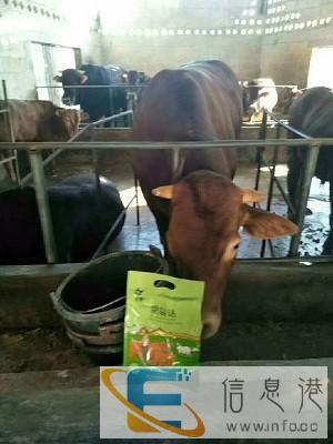 养殖咨询 牛吃什么10天催肥 养殖必看