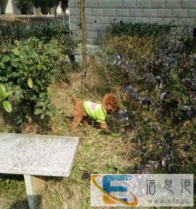 泰迪狗狗小型犬加粗狗笼子