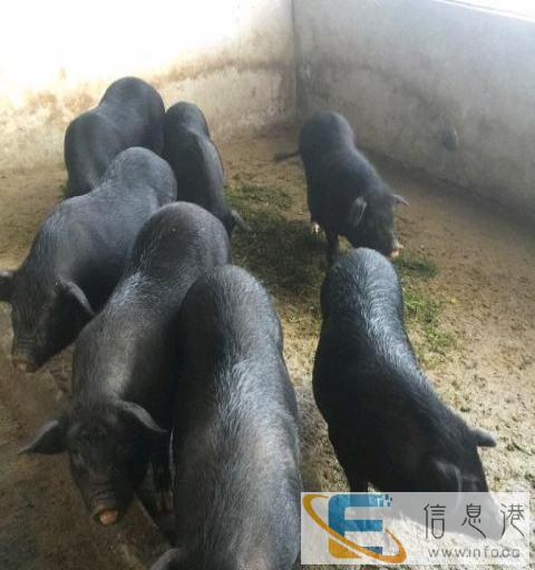 全新 其他宠物用品 1800元