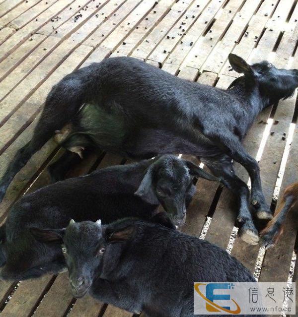 放养山林里的黑山羊