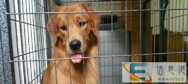大型狗狗笼转让