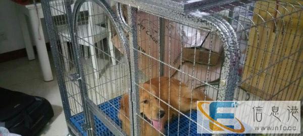 转让大型犬狗笼，安装方便
