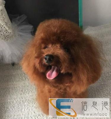 正规犬舍繁殖高端韩系泰迪萌宝宝,保健康,包成活