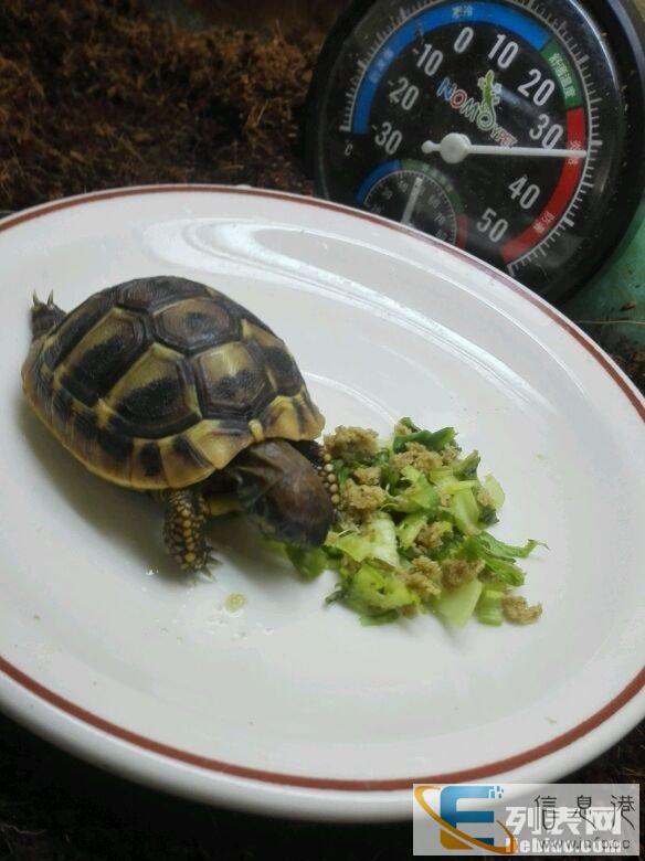 赫曼陆龟及设备全部打包