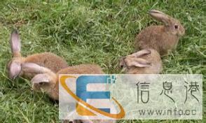 杂交野兔多少钱
