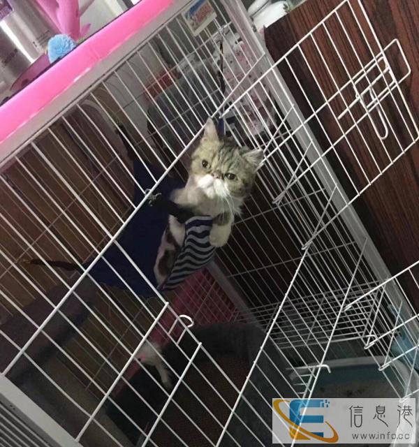 三层猫笼出售150元