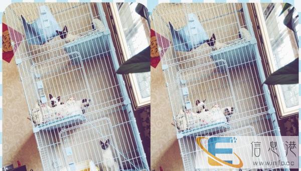 9成新猫用品价格600