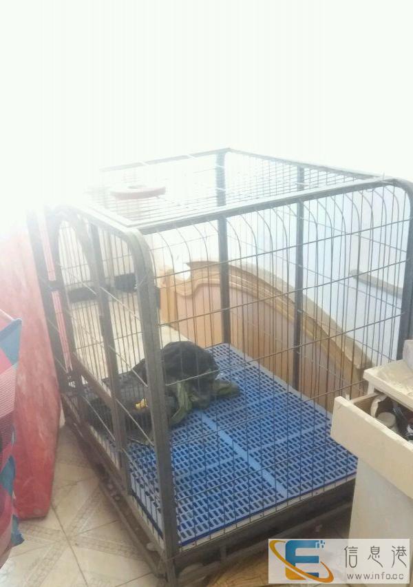 狗笼子便宜出 捡便宜来