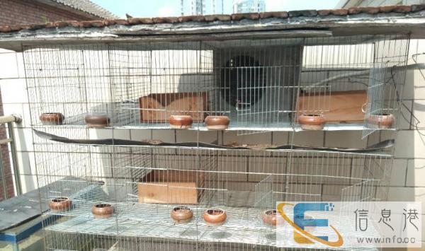 99成新其他宠物用品价格200