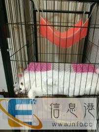 闲置大三层猫笼子猫别墅