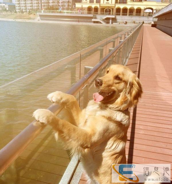 博纳天纯中大型犬幼犬粮15kg