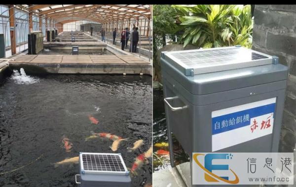 西安自动喂食器批发