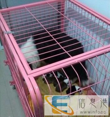 出售大狗笼子,想买的联系