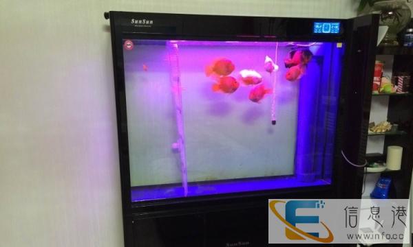 12036cm高档鱼缸转让