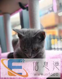 Tom猫舍 出售猫粮猫咪用品活体猫咪