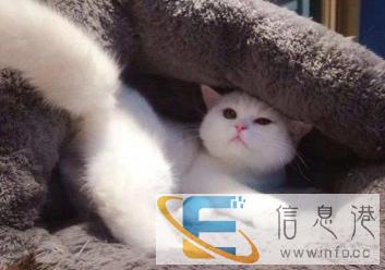 东营本地猫舍出售猫粮，猫咪用品，医疗用品，活体猫咪