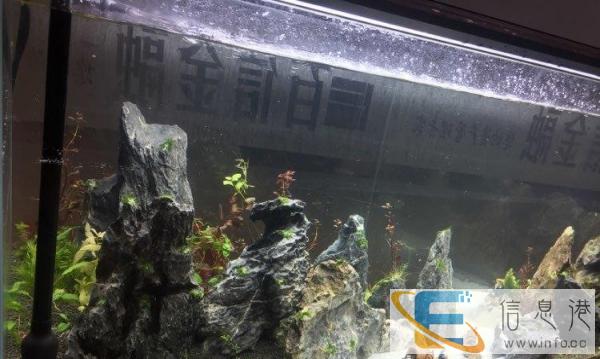 九河冻红虫丰年虾饲料鱼