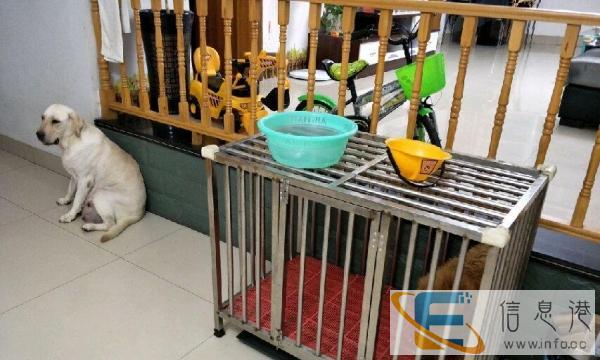 转让一个不绣钢狗笼子