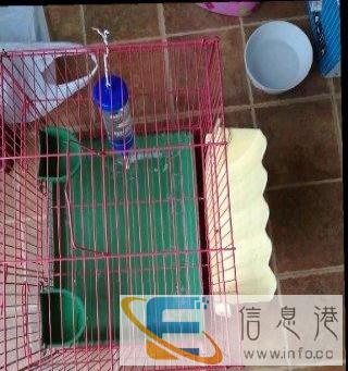 双色黄白荷兰猪出了