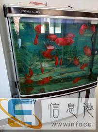 专业清洗鱼缸，维修检测安装调试