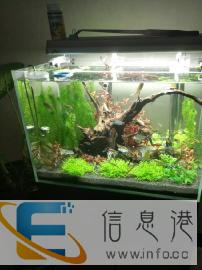 专业清洗鱼缸维修检测护理