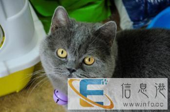 宠物用品，名犬名猫