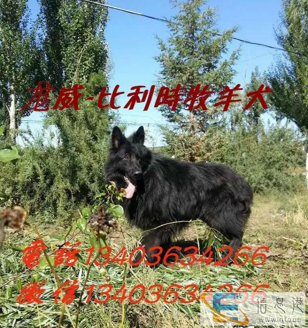 回收各种狗笼、猫笼