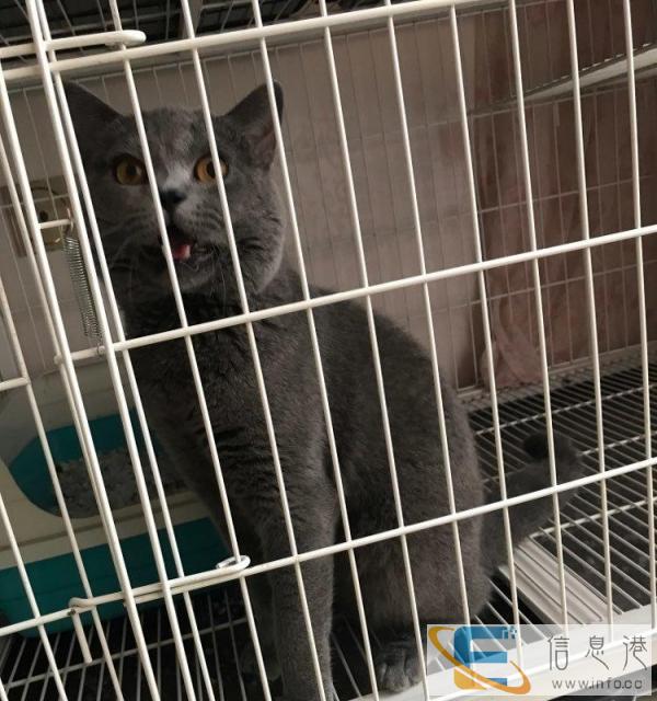 三层商用大猫笼