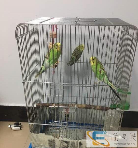 松鼠龙猫鸟笼出售