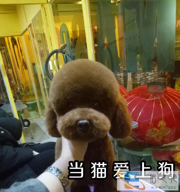 全新其他宠物用品价格面议