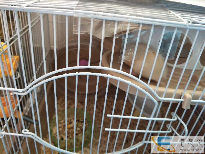 转送健康仓鼠 布丁鼠