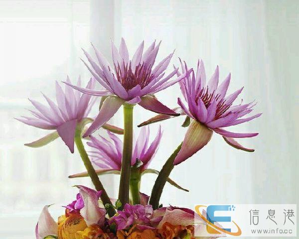 给父亲找一个保姆