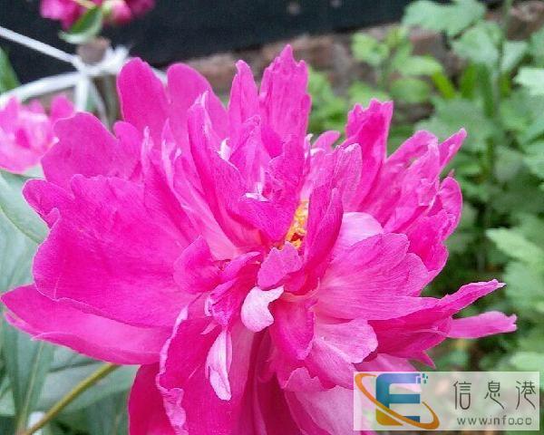 招收拾家做饭阿姨