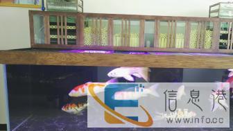 省内鱼缸厂家直销定做