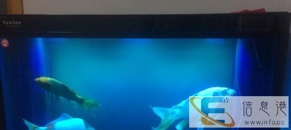 出售森森鱼缸和锦鲤