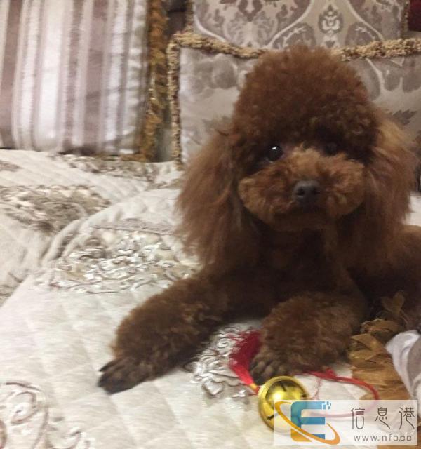 转美国原装进口正品卡比狗粮