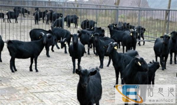 2017肉羊价格今日肉羊价格肉羊养殖