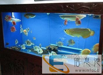 专业水草造景，鱼缸维护