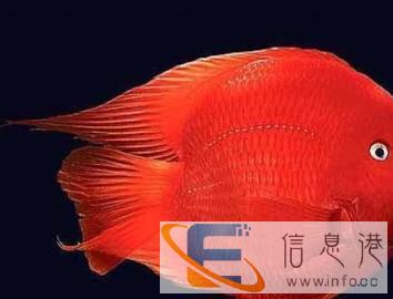 鱼缸清洗、维护及造景