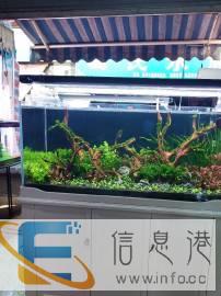 专业鱼缸清洗维护，水草造景