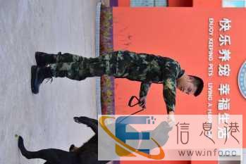 贵州宠物学校培训-贵阳宠物学校培训-派多格寄训中心