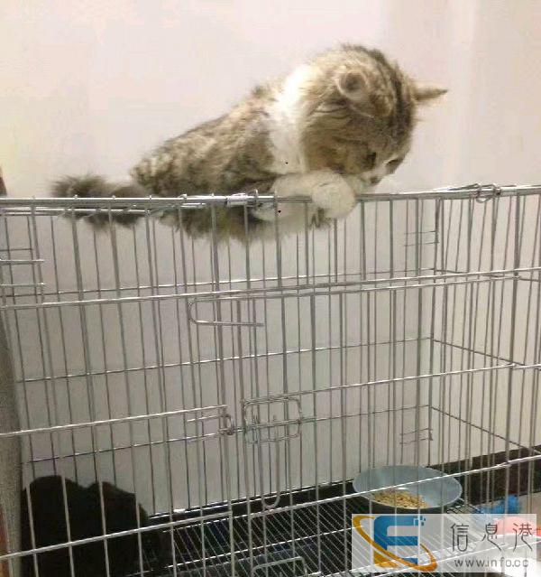 大型狗笼闲置低价转