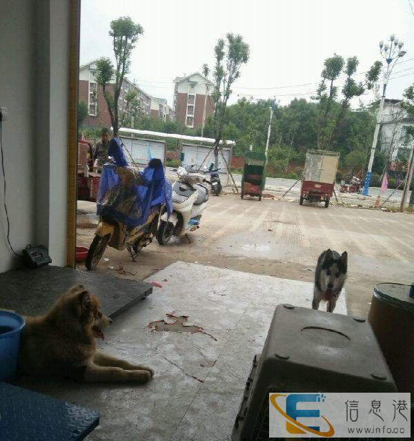 太空笼，可上飞机和火车