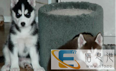 家养繁殖 欢迎惠顾 纯种健康哈士奇售后签协议