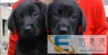 家养繁殖 欢迎惠顾 纯种健康拉布拉多售后签协议