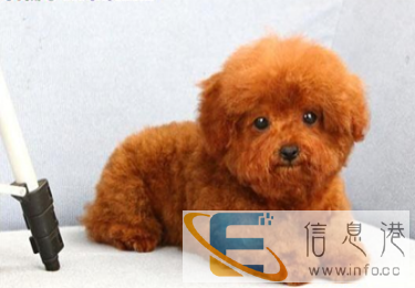 家养繁殖 欢迎惠顾 纯种健康泰迪售后签协议