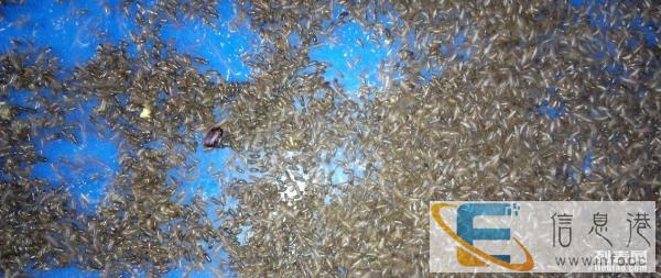 出售自养蟑螂活体干品虫卵价格联系谈