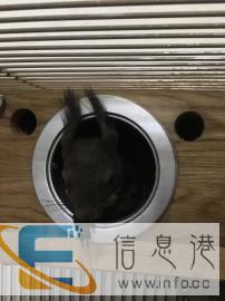 雪地松鼠，魔王松鼠共三只