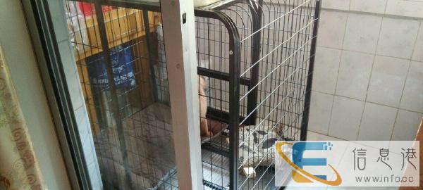 金毛，哈士奇，阿拉斯加，藏獒等大型犬笼子